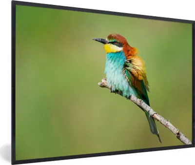 Produktbild von MuchoWow® Gerahmtes Poster Vogel - Tiere - Bienenfresser 60x40 cm - Poster mit Schwarzem Bilderrahmen Wandposter Rahmen Foto Bilder - Printing - Wanddeko Schlafzimmer