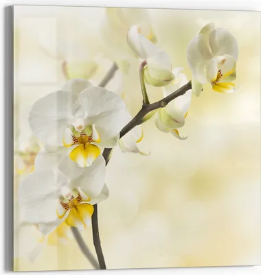 Produktbild von DEQORI Magnettafel Glas 30x30 cm 'Orchideenzauber' beschreibbar Whiteboard Pinnwand Küche