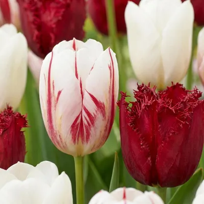 Productafbeelding van 120x Tulipa Dutch Design Roze en Wit Bolmaat 11/12