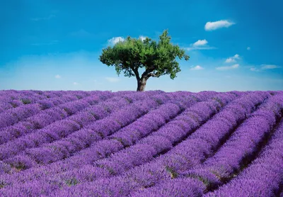 Produktbild von Fototapete Lavendelfeld, mit Baum und blauem Himmel, 8 teilig
