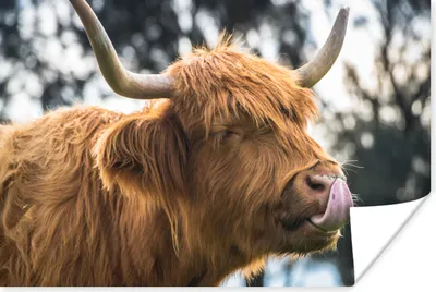 Produktbild von MuchoWow® Poster Schottischer Highlander - Nase - Baum 60x40 cm - Schlafzimmerdekoration