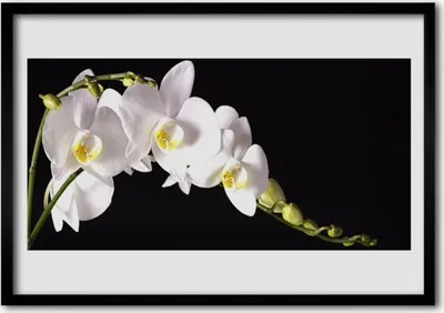 Produktbild von Bild 70x50 MDF-Rahmen Wandkunst Blumen Pflanzen