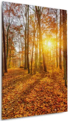 Produktbild von Wallario Premium Leinwandbild Sonnenuntergang im herbstlichen Wald in Größe 60 x 90 cm