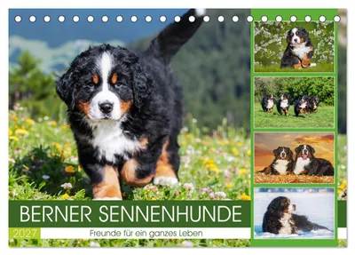 Produktbild von Berner Sennenhunde - Freunde für ein ganzes Leben (Tischkalender 2027 DIN A5 quer), CALVENDO Monatskalender
