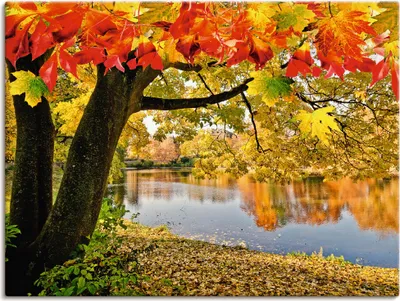Produktbild von ARTland Leinwandbild Herbsttag an einem ruhigen See Größe: 80x60 cm