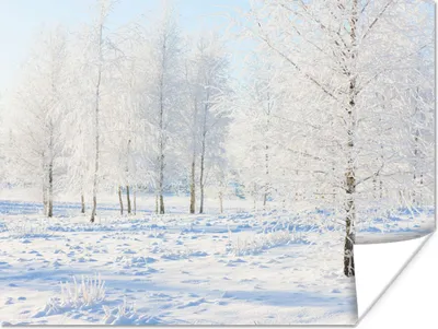 Produktbild von MuchoWow® Poster Schnee - Bäume - Winter 160x120 cm - Foto Plakat