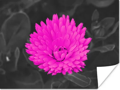Produktbild von MuchoWow® Poster Blumen - Aquarell - Rosa 160x120 cm - Foto Plakat