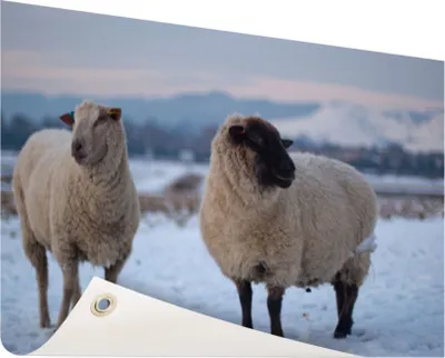 Produktbild von Gartenposter - 120x80 cm - Zwei Schafe im Schnee  - Modernes Wandbilder - NutzTierposter