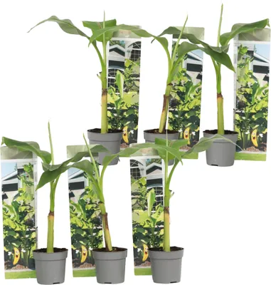 Produktbild von Banánovník japonský - 6 ks. - Musa basjoo - Výška 25-40cm - ⌀9cm