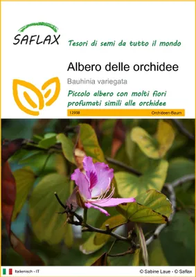 Immagine prodotto di SAFLAX  - Albero delle orchidee - 8 semi - Bauhinia