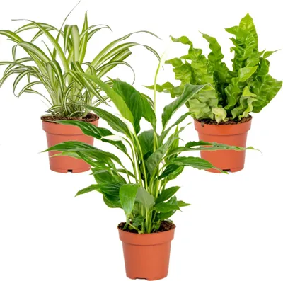 Produktbild von 3x Badezimmerpflanzen Mix – Spatiphyllum-Asplenium-Chlorophytum – ⌀12 cm - ↕ 25-45 cm