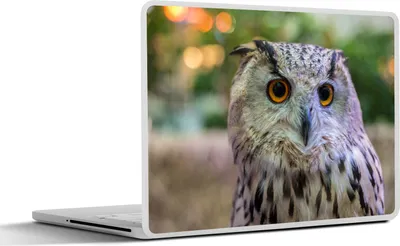 Produktbild von MuchoWow® Laptop Aufkleber Sticker Cover Braune Eule auf einem Baumstumpf sitzend 30x22 cm - Laptop-Sticker