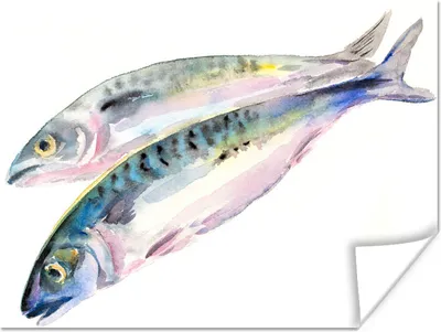 Produktbild von MuchoWow® Poster Eine Illustration von zwei Fischen 160x120 cm - Foto Plakat