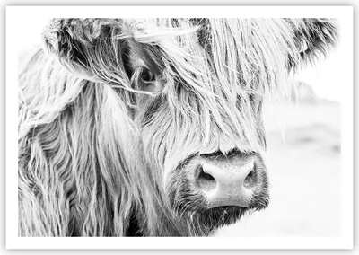 Produktbild von Poster - Poster ohne Rahmen - Kuh Scotch Tier - 100x70 cm - Wand Bild - Wanddeko - Wandbilder - Kunstposter - Wandposter - Bilder - Kunstdruck - Wanddekoration - Wandbild - P2XAA100x70-5129