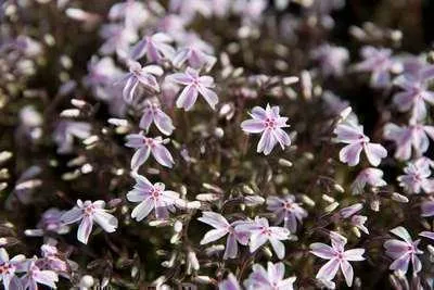 Obrázek produktu pro 6 x Phlox (s) 'Candy Stripes' - Flammenblume - Topf 9 x 9 cm