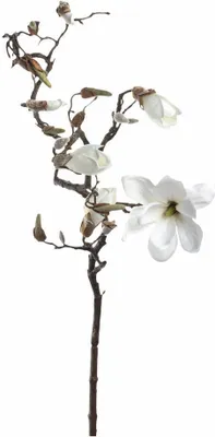 Immagine prodotto di Magnolia 140 bianco Fiore