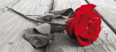 Immagine prodotto di Sanders & Sanders Poster Rosa Grigio e Rosso - 600921 - 202 x 90 cm
