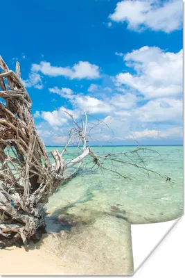 Produktbild von MuchoWow® Poster Strand - Äste - Tropisch - Meer 80x120 cm - Papierdruck