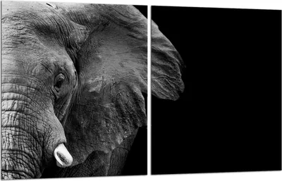 Produktbild von Herdabdeckplatten 2x40x52 Glaskeramikfeld 2-Teilig Glas Spritzschutz Elefant