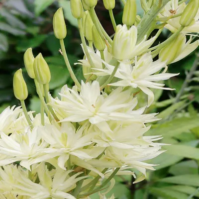 Zdjęcie produktu dla Camassia - Kamasja Semiplena 1 szt. Cebulki Cebule Kwiatowe