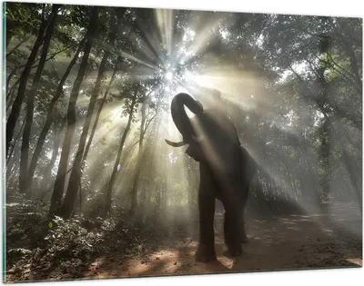 Produktbild von Bilder auf glas - Elefant Dschungel  - 120x80cm - Glasbilder - Wandbilder - Kunstdruck - zum Aufhängen bereit - Wanddekoration aus Glas - Glas Bilder - Wandbild auf Glas - Einteilig - GAA120x80-3835