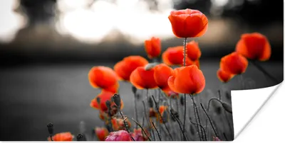 Produktbild von MuchoWow® Poster Rote Mohnblumen vor schwarzem und weißem Hintergrund 160x80 cm - Foto Poster