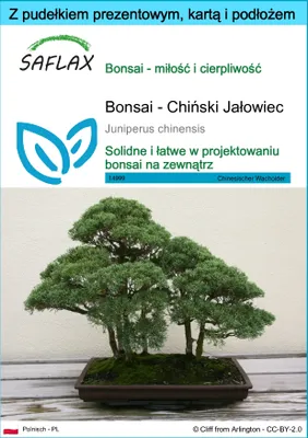 Zdjęcie produktu dla SAFLAX - Zestaw prezentowy - Bonsai - Chiński Jałowiec - 30 Nasiona - Z pudełkiem upominkowym, etykietą wysyłkową, kartą podarunkową i podłożem uprawowym - Juniperus chinensis
