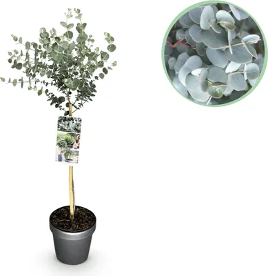 Image de Plante sur tige - Eucalyptus gunni Azure - Plante de terrasse - Persistant - Rustique - Feuilles grises - 80-90cm - Ø19cm - Plante de jardin