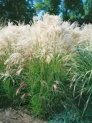 Produktbild von Miscanthus sinensis 'Yaka Dance', Chinaschilf, 7,5-10 Liter Container