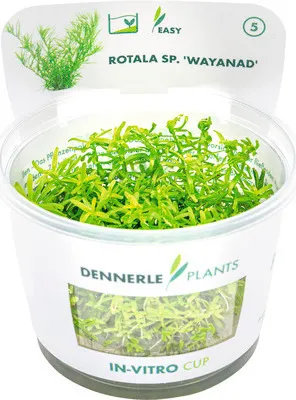 Produktbild von Rotala Wayanad - Rotala sp Wayanad