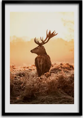 Produktbild von Bild - Bilderrahmen - 50 cm x 70 cm - MDF - Rahmen - Wandkunst Hirsch Sonnenaufgang