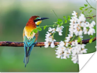 Produktbild von MuchoWow® Poster Vogel - Bienenfresser - Blumen 160x120 cm - Foto Plakat