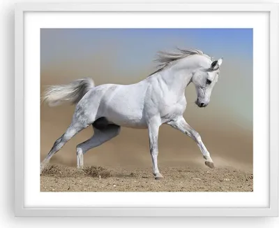Produktbild von Gerahmtes Poster - Weißer Rahmen - Pferd weiß Tier - 50x40 cm - Wand Bild - Wanddeko - Wandbilder - Kunstposter - Wandposter - Bilderrahmen - Bilder - Kunstdruck - Wandbild - P2WAA50x40-0167