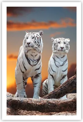 Produktbild von Poster - Poster ohne Rahmen - Tiger weiß Rock Sonnenuntergang - 61x91,5 cm - Wand Bild - Wanddeko - Wandbilder - Kunstposter - Wandposter - Bilder - Kunstdruck - Wandbild - P2XPA61x91-2901