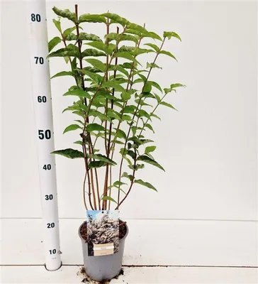 Zdjęcie produktu dla Deutzia scabra – krzew majowy | 70–80 cm w doniczce