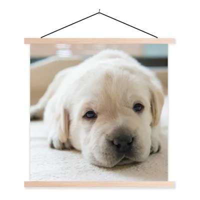 Produktbild von MuchoWow® Textilposter Eine Nahaufnahme eines müden Labrador-Welpen 120x120 cm mit holzfarbenen Rahmen - Textil-Poster