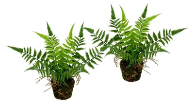 Produktbild von Künstlicher Waldfarn im Topf 23 cm 2er Set