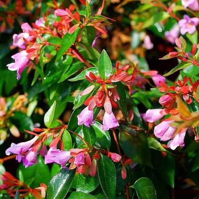 Immagine prodotto di Abelie  - Abelia 'Edward Goucher'  | 50-60 cm in vaso