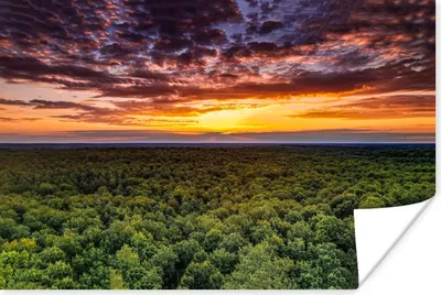 Produktbild von MuchoWow® Poster Wald - Nacht - Himmel - Horizont - Bäume 90x60 cm - Schlafzimmer