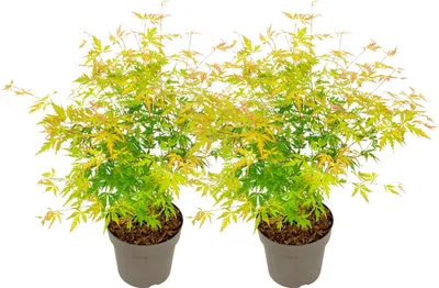 Zdjęcie produktu dla Klon japoński - 2 szt - Acer palmatum 'Orange Lace' - W60-70cm - ⌀19cm