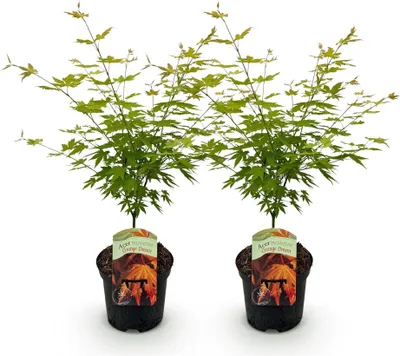 Image de Green boutiQ - Plante de terrasse - Érable japonais - Acer palmatum Orange Dream - Orange - 2 plantes - À feuilles caduques - Pot de 19 cm, hauteur 70 cm