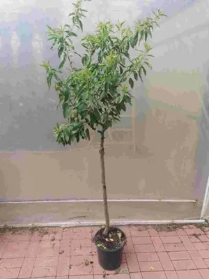 Produktbild von Mandelbaum Prunus dulcis 'Avijor' 160–200 cm, winterhart, selbstfruchtbar, Mandelbaum für Garten & Terrasse, im Topf