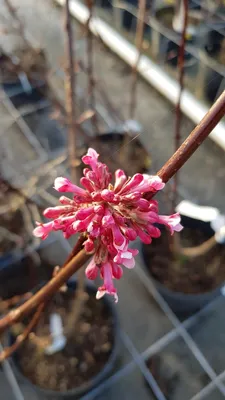 Image de Viburnum x bodentense 'Dawn' / Viorne de Bodnant