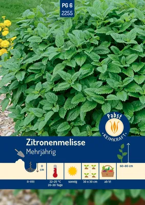 Produktbild von Pabst Keimkraft - Zitronenmelisse ausdauernd & aromatisch Samen - 172255
