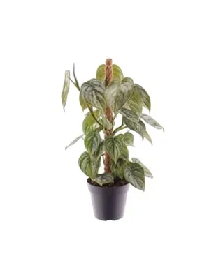 Produktbild von Philodendron brandtianum 40cm Zimmerpflanze