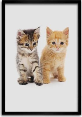 Produktbild von Bild - Bilderrahmen - 50 cm x 70 cm - MDF - Rahmen - Wandkunst Graue und rote Katze