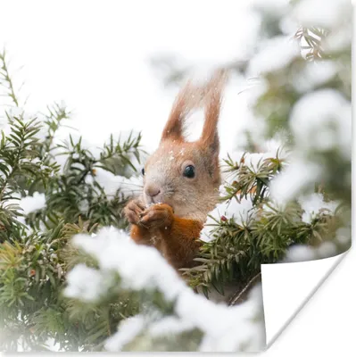 Produktbild von MuchoWow® Poster Eichhörnchen - Kiefer - Schnee 50x50 cm - Wohnzimmerdekoration
