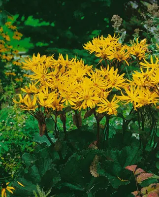 Produktbild von Ligularia dentata 'Othello', Goldkolben, gelb, ca. 11x11 cm Topf