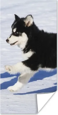 Produktbild von MuchoWow® Poster Husky-Welpe läuft über den Schnee 40x80 cm - Dekoration