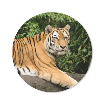 Produktbild von MuchoWow® Mauspad Mousepad Tiger - Baum - Blätter 20x20 cm - Mousepads - Maus Mat - Pad - Mausunterlage - Schreibtischmatte
